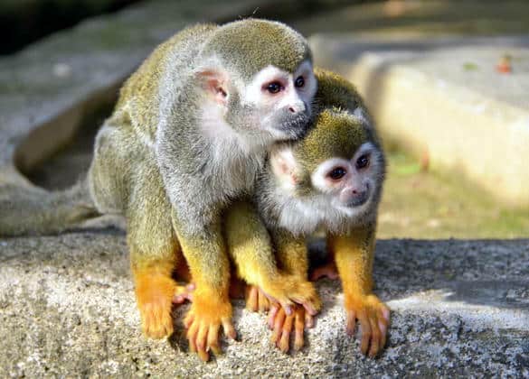 動物図鑑・コモンリスザル